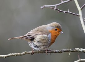 Robin_2B4A5179_DxO_robin.jpg