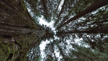 Near Mcbride s_27750p.jpg