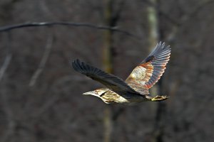 American Bittern_BIF.jpg