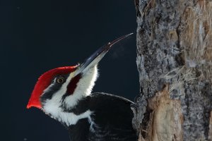 Pileated_1491.JPG