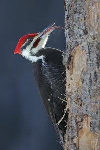 Pileated_1492.JPG