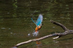 Kingfisher emerging-101.JPG