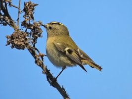 Immagine 050modG2.jpg