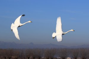 Immagine 293modG.jpg