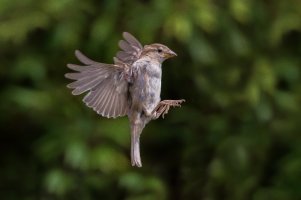 Sparrow in flight-101.JPG