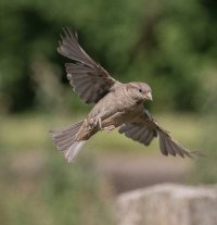 Sparrow in flight-102.JPG
