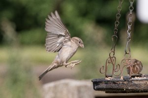 Sparrow in flight-103.JPG