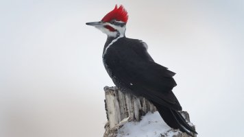 Pileated3_s_1524.JPG