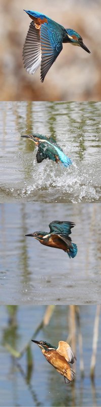 KingfisherDiving and Leaving_Collage.jpg
