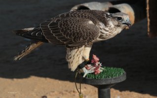 IMG_6928.jpg