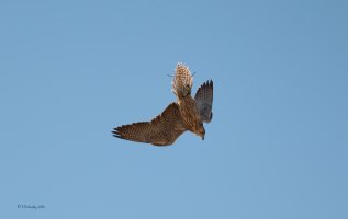 IMG_6993.jpg