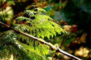 _MG_5315_DxO copy copy copy.jpg