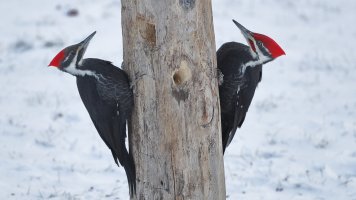 Pileated pair_1588.JPG