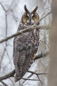 Long-eared Owl 100.jpg