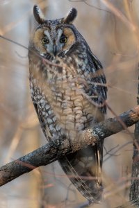 Long-eared Owl 102.jpg