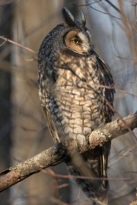 Long-eared Owl 105.jpg
