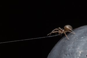 Spider on web-101.JPG