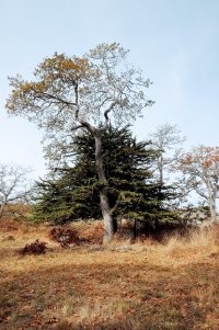 _DSF1337 copy-Edit.jpg