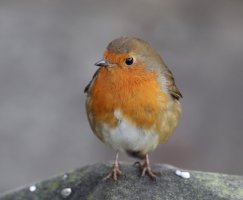 IMG_0032_Robin_CR.jpg