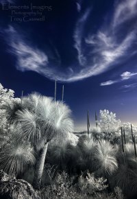 Sunset IR Grasstrees 403.jpg