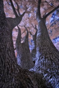 Reaching Up - 150816.jpg