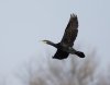 cormorant_flying_B4A5887_DxO_cr.jpg
