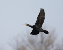 cormorant_flying_B4A5887_DxO_cr.jpg