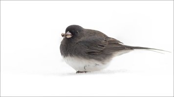 junco.jpg