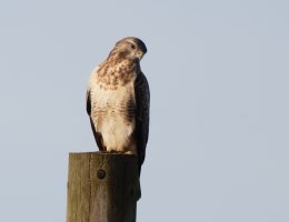 buzzard_3Q7A5577_DxO.jpg