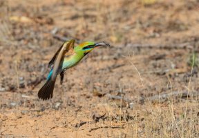 Rainbow Bee Eater.jpg