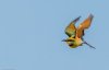 Rainbow bee-eater 1.jpg