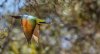 Rainbow bee-eater 2.jpg