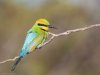 Rainbow bee-eater 3.jpg