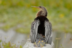 anhinga.jpg