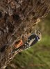 Middle-spotted Woodpecker_PTK3763.JPG