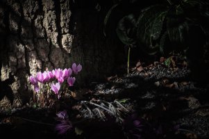 _DSF1034 copy-Edit copy.jpg