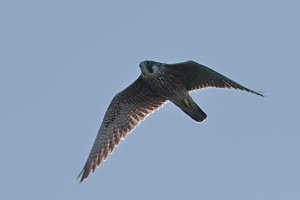Peregrine Falcon_ne.jpg