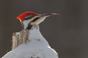 Licking his chops_1894.JPG