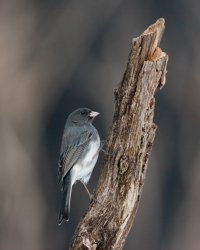 junco2.jpg