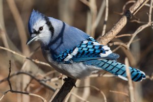 Blue Jay 100.jpg