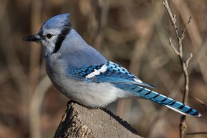 Blue Jay 101.jpg