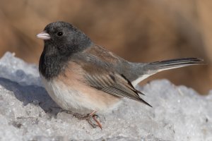 Dark-eyed Junco (Oregon-female) 107.jpg