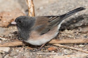Dark-eyed Junco (Oregon-female) 105.jpg