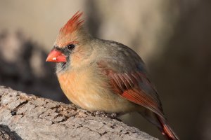 Northern Cardinal (female) 101.jpg