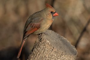 Northern Cardinal (female) 103.jpg