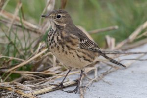 American Pipit 100.jpg