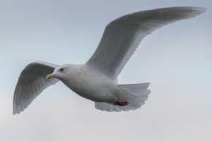 Iceland Gull 103.jpg