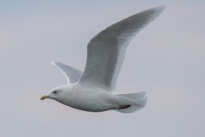 Iceland Gull 104.jpg