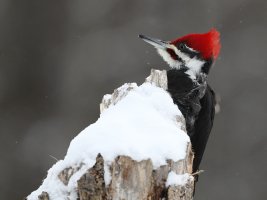 Pileated_2165.JPG