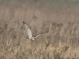 shortearedowl_flying_2B4A6377_DxO_shortearedowl_flying.jpg